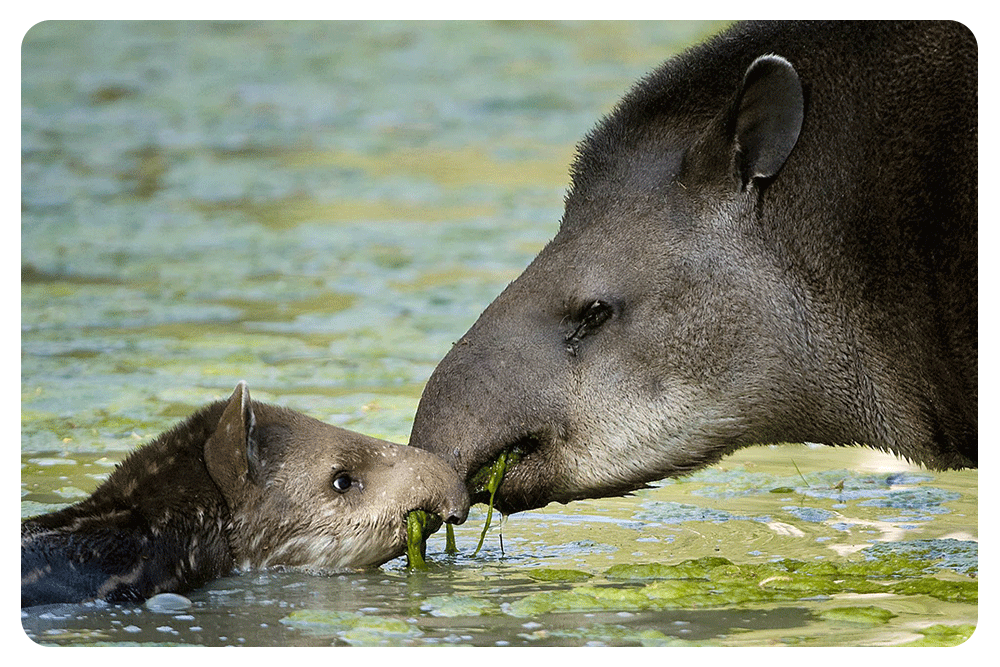Home2-tapir-osoandino