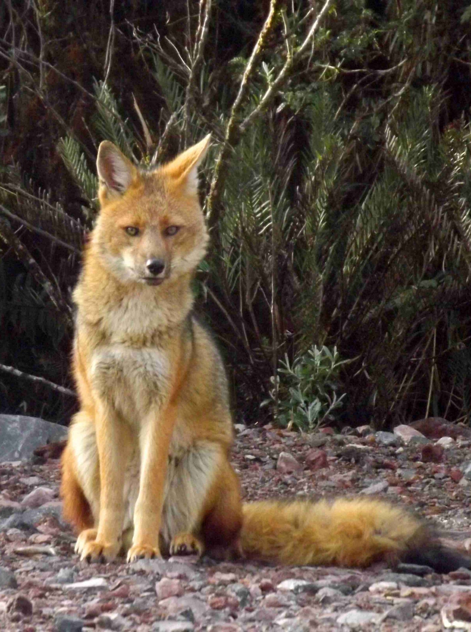 Lobo Parham Lobo de Páramo – osoandino.org